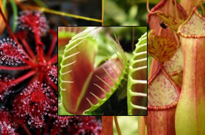 Carnivorous Plants site has articles on plant care, types of carnivorous plants, and sources to buy them.